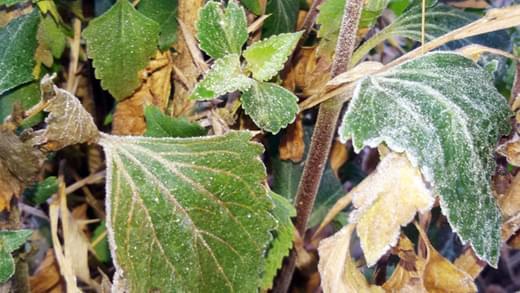In the summer of Mahabaleshwar Garegar, the snowflake philosophy on the pan in the Vernalake area | ऐन उन्हाळ्यात महाबळेश्वर गारेगार, वेण्णालेक परिसरात पानांवर हिमकणांचे दर्शन In the summer of Mahabaleshwar Garegar, the snowflake philosophy on the pan in the Vernalake area | ऐन उन्हाळ्यात महाबळेश्वर गारेगार, वेण्णालेक परिसरात पानांवर हिमकणांचे दर्शन