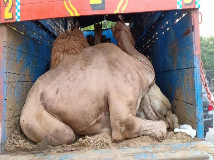 13 camels brought for slaughter | कत्तलीच्या हेतुने आणलेली १३ उंट जप्त
