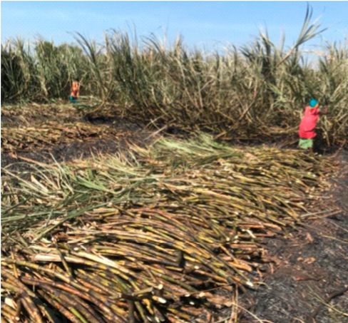 Farmers in Mod burn 17 acres of sugarcane | मोड येथील शेतकऱ्यांचा 17 एकर ऊस जळून खाक
