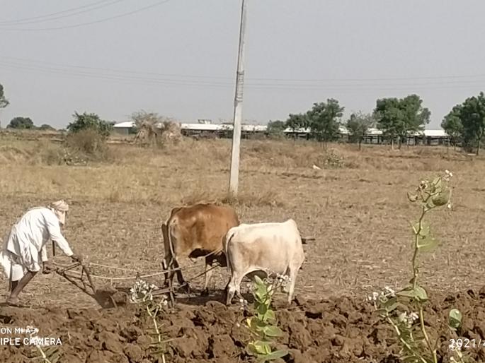 Corona infestation on kharif crops | खरीप पिकांवर कोरोनाचे सावट