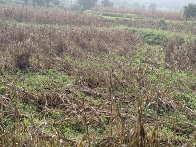 Heavy rains in Ootur area | ओतूर परिसरात जोरदार पाऊस