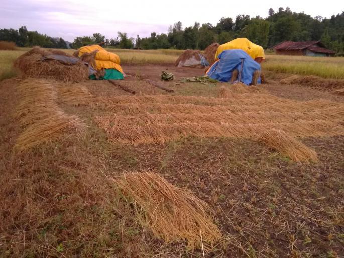 Loss of paddy due to return rains | परतीच्या पावसाने भातपिकाचे नुकसान Loss of paddy due to return rains | परतीच्या पावसाने भातपिकाचे नुकसान