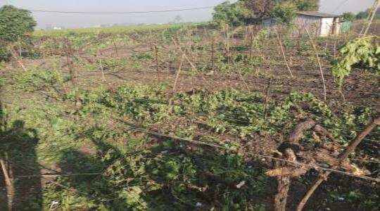 Cloudy vineyards with cloudy weather | ढगाळ हवामानामुळे द्राक्षपंढरी हवालदिल Cloudy vineyards with cloudy weather | ढगाळ हवामानामुळे द्राक्षपंढरी हवालदिल