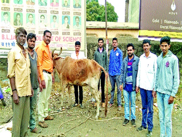 Matching ghostly tones, turning to the hoof ..! | जुळता भूतदयेचे सूर, चालू लागले खूर..!