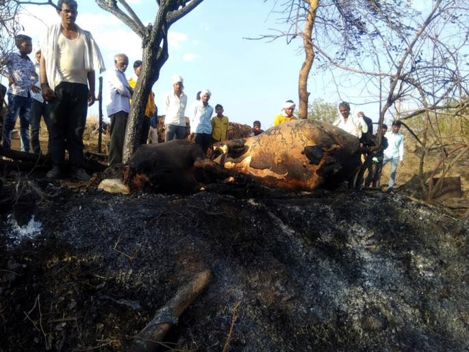 Parbhani: Two buffaloes burnt in the fire in Pimpri | परभणी : पिंप्री येथील आगीत गोठा जळून दोन म्हशी दगावल्या Parbhani: Two buffaloes burnt in the fire in Pimpri | परभणी : पिंप्री येथील आगीत गोठा जळून दोन म्हशी दगावल्या