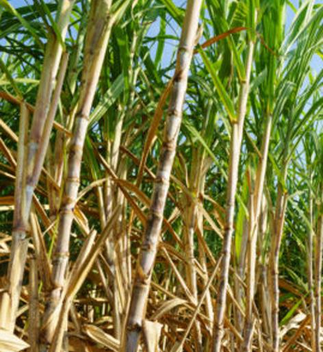 Parbhani: Factory administration guarantees payment | परभणी : कारखाना प्रशासनाने दिली देयकांची हमी Parbhani: Factory administration guarantees payment | परभणी : कारखाना प्रशासनाने दिली देयकांची हमी