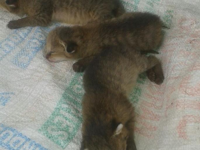 Three leopards were found in the leopard | बिबट्याचे तीन पिल्ले आढळली