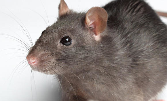 nashik,rattling,panchavati,express,bite | पंचवटी एक्स्प्रेसमध्ये उंदरांचा उच्छाद nashik,rattling,panchavati,express,bite | पंचवटी एक्स्प्रेसमध्ये उंदरांचा उच्छाद