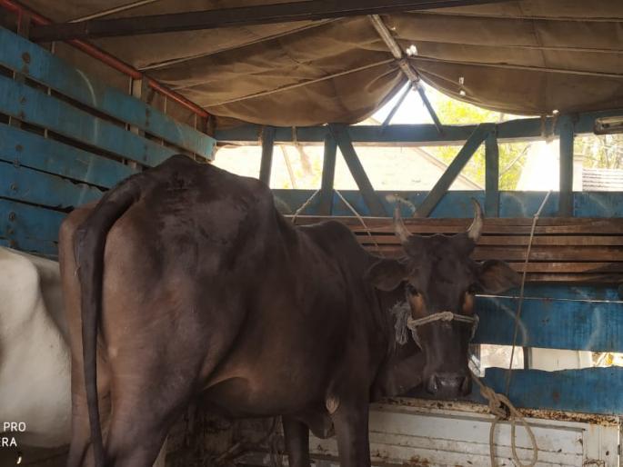 Rescue of slaughtered animals | कत्तलीसाठी जाणाऱ्या जनावरांची सुटका Rescue of slaughtered animals | कत्तलीसाठी जाणाऱ्या जनावरांची सुटका