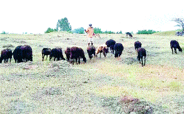 No food, no water; Drought Emergency | ना चारा, ना पाणी; दुष्काळी आणीबाणी No food, no water; Drought Emergency | ना चारा, ना पाणी; दुष्काळी आणीबाणी