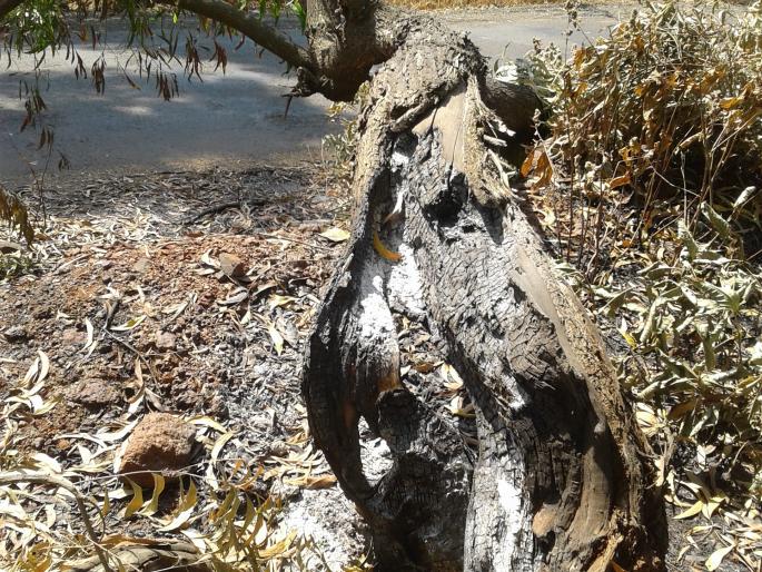 Satara: The Shenda Fortress ... on the path to the flames of fire, on the way to the cauldron | सातारा : शेंडा हिरवागार... बुंध्यांना आग, कास मार्ग भकासच्या मार्गावर Satara: The Shenda Fortress ... on the path to the flames of fire, on the way to the cauldron | सातारा : शेंडा हिरवागार... बुंध्यांना आग, कास मार्ग भकासच्या मार्गावर