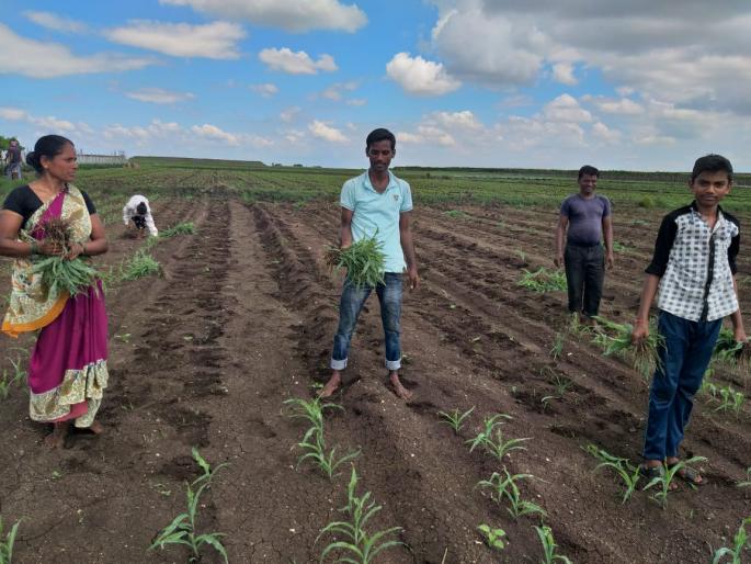  Two acres of maize were raised in the herd | भेंडाळीत दोन एकर मका उपटला