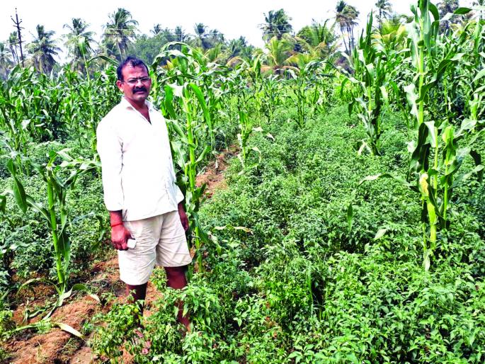 Sindhudurg: Agriculture, Horticultural damages, Madurah, farmers of Padloas, Haran | सिंधुदुर्ग : गव्यांकडून शेती, बागायतीचे नुकसान, मडुरा, पाडलोसमधील शेतकरी हैराण Sindhudurg: Agriculture, Horticultural damages, Madurah, farmers of Padloas, Haran | सिंधुदुर्ग : गव्यांकडून शेती, बागायतीचे नुकसान, मडुरा, पाडलोसमधील शेतकरी हैराण