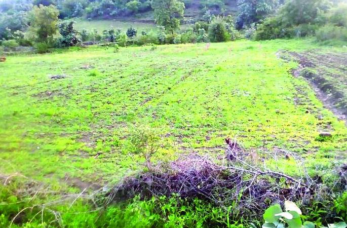 About 3,000 acres of land in Washim district without sowing yet! | वाशिम जिल्ह्यात ३३ हजार एकर क्षेत्र अद्यापही पेरणीविना! About 3,000 acres of land in Washim district without sowing yet! | वाशिम जिल्ह्यात ३३ हजार एकर क्षेत्र अद्यापही पेरणीविना!