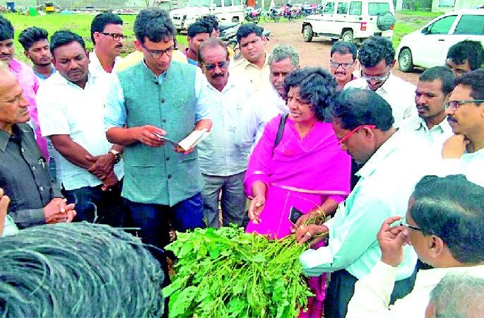 Betrayal of the farmers is always in the midst of farmers | शेतकऱ्यांमध्ये बोंडअळीची दहशत कायमच Betrayal of the farmers is always in the midst of farmers | शेतकऱ्यांमध्ये बोंडअळीची दहशत कायमच