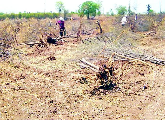 Harvesting of sandalagaga kharipai for wines due to lack of water | पाण्याअभावी वाळल्या संत्राबागा खरिपाकरिता मजुरांकडून काढणी