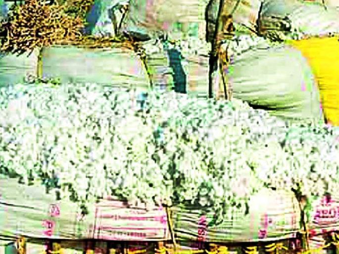 Looters of cotton growers by traders | व्यापाऱ्यांकडून कापूस उत्पादकांची लूट Looters of cotton growers by traders | व्यापाऱ्यांकडून कापूस उत्पादकांची लूट