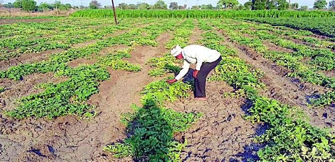 Invasion of unknown disease | ढेमसावर अज्ञात रोगाचे आक्रमण