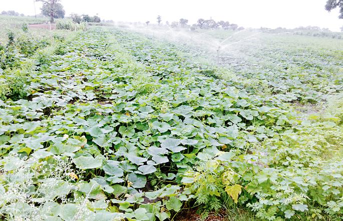 Rains of rain; Farmers worried | पावसाचा दगा; शेतकरी चिंतातूर Rains of rain; Farmers worried | पावसाचा दगा; शेतकरी चिंतातूर