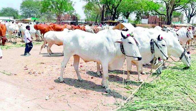 Weekly closures with cattle due to Corona | कोरोनामुळे गुरांसह आठवडी बाजार बंद Weekly closures with cattle due to Corona | कोरोनामुळे गुरांसह आठवडी बाजार बंद