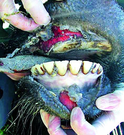 1.47 lakh animals vaccine scavengers | १.४७ लाख जनावरांना लाळखुरकुतची लस 1.47 lakh animals vaccine scavengers | १.४७ लाख जनावरांना लाळखुरकुतची लस