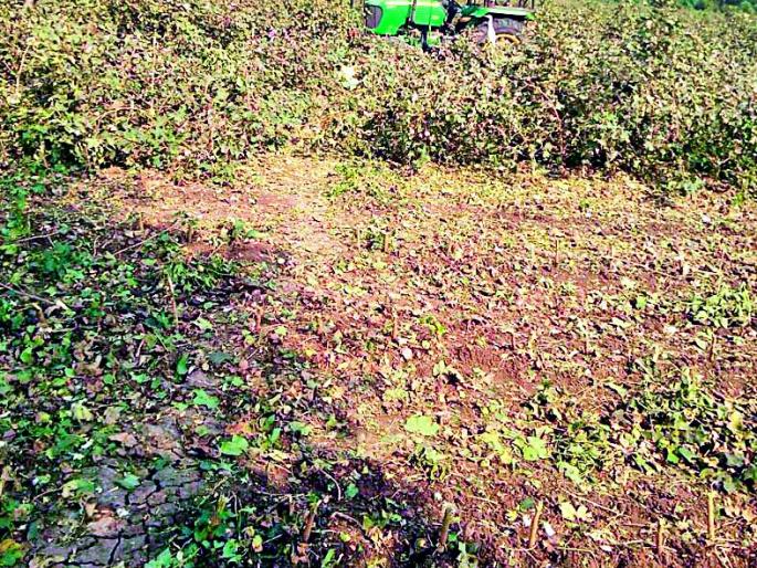 The farmer was dried by the announcement of the help of bollworm | बोंडअळीच्या मदतीच्या घोषणेने शेतकरी सुखावला The farmer was dried by the announcement of the help of bollworm | बोंडअळीच्या मदतीच्या घोषणेने शेतकरी सुखावला