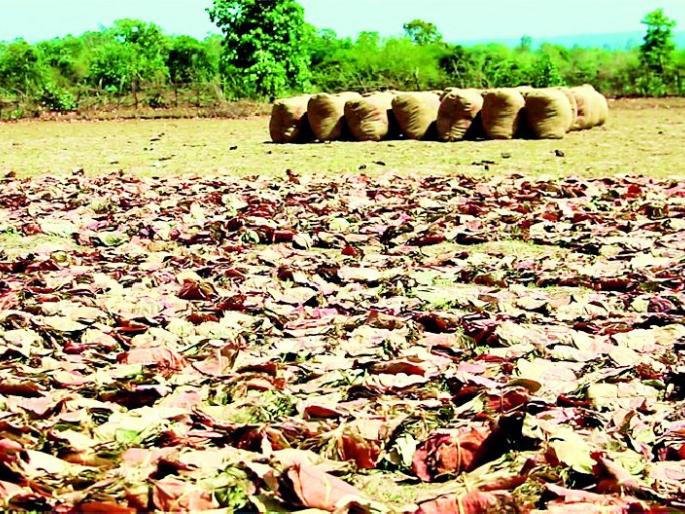 'Tendupta' to improve uneconomical financial situation | विस्कटलेली आर्थिक घडी सुधारणार ‘तेंदुपत्ता’ 'Tendupta' to improve uneconomical financial situation | विस्कटलेली आर्थिक घडी सुधारणार ‘तेंदुपत्ता’