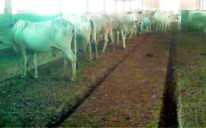 Waiting for the past to go to the Cattle Breeding Center | गवळाऊ पशुपैदास केंद्राला गतवैभवाची प्रतीक्षा Waiting for the past to go to the Cattle Breeding Center | गवळाऊ पशुपैदास केंद्राला गतवैभवाची प्रतीक्षा