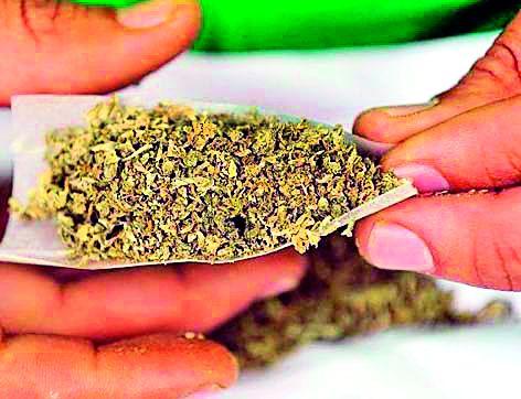Only 26 cases of Ganja in two years | दोन वर्षांत गांजाचे केवळ २६ गुन्हे Only 26 cases of Ganja in two years | दोन वर्षांत गांजाचे केवळ २६ गुन्हे