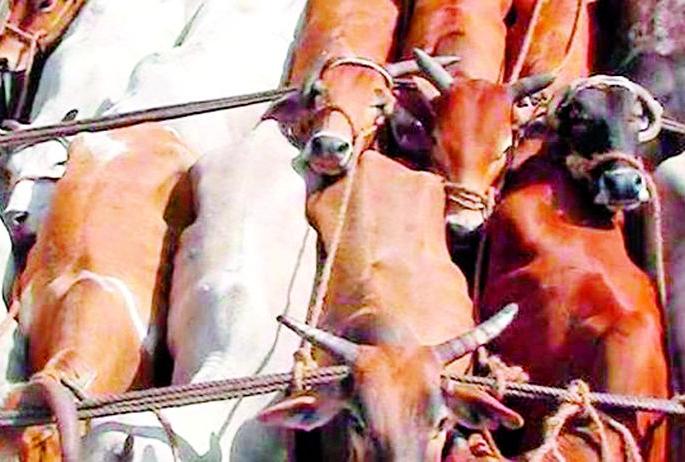 Administration fails to stop animal trafficking | जनावर तस्करी रोखण्यास प्रशासन अपयशी