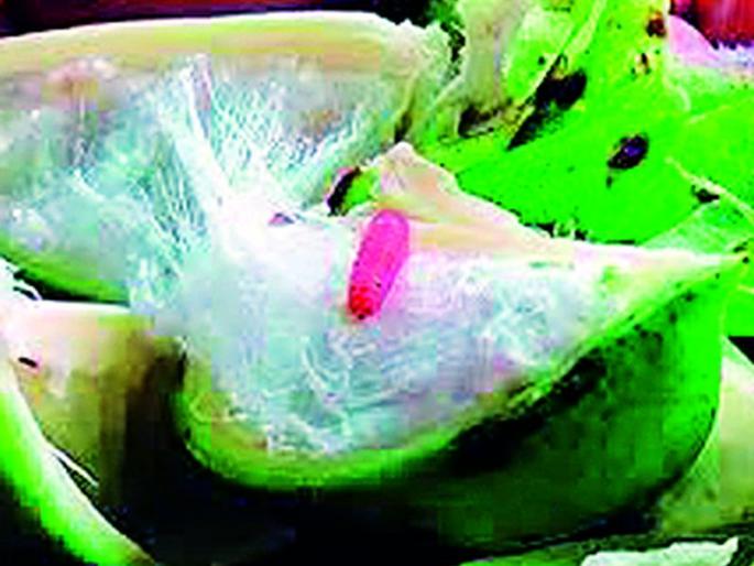 Bondali outbreak again in Wani taluka | वणी तालुक्यात पुन्हा बोंडअळीचा उद्रेक Bondali outbreak again in Wani taluka | वणी तालुक्यात पुन्हा बोंडअळीचा उद्रेक