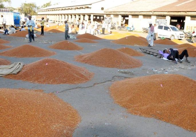 This year, the producers of pulses growers are in problem | तूर उत्पादकांचे यंदाही वांधेच