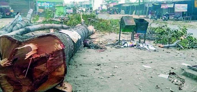 Slaughter of trees for widening the flowering road | फुलसावंगी रस्ता रुंदीकरणासाठी वृक्षांची कत्तल Slaughter of trees for widening the flowering road | फुलसावंगी रस्ता रुंदीकरणासाठी वृक्षांची कत्तल