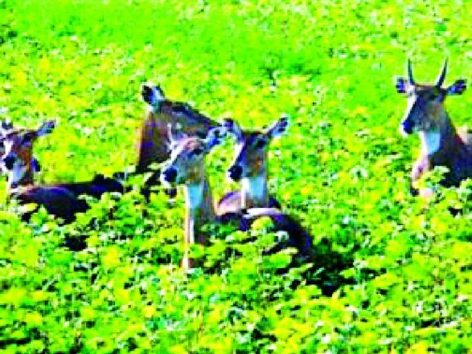 The study of damages due to wildlife continues | वन्यप्राण्यांमुळे हानीच्या मोबदल्याचा अभ्यास सुरू The study of damages due to wildlife continues | वन्यप्राण्यांमुळे हानीच्या मोबदल्याचा अभ्यास सुरू