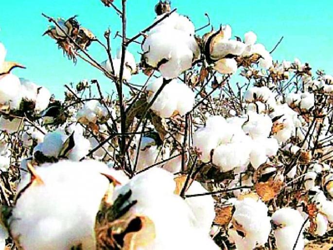 There will be a survey of cotton from farmers | शेतकऱ्यांकडील कापसाचे सर्वेक्षण होणार There will be a survey of cotton from farmers | शेतकऱ्यांकडील कापसाचे सर्वेक्षण होणार
