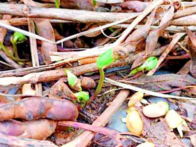 Return rains in October damage 22,000 hectares of crops | ऑक्टोबरमध्ये परतीच्या पावसाने २२ हजार हेक्टर पिकांचे नुकसान Return rains in October damage 22,000 hectares of crops | ऑक्टोबरमध्ये परतीच्या पावसाने २२ हजार हेक्टर पिकांचे नुकसान