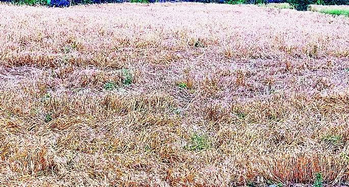 Untimely blow to the district | जिल्ह्याला अवकाळीचा फटका Untimely blow to the district | जिल्ह्याला अवकाळीचा फटका