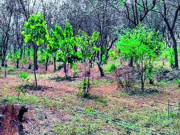 Young hands waiting for 'Deewari' | ‘देवराई’ला प्रतीक्षा तरुण हातांची Young hands waiting for 'Deewari' | ‘देवराई’ला प्रतीक्षा तरुण हातांची