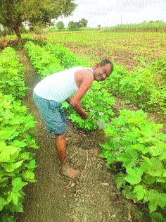 Due to the means of creativity, the second is born with joy | अवयदानामुळेच दुसरा जन्म आनंदाने जगतोय