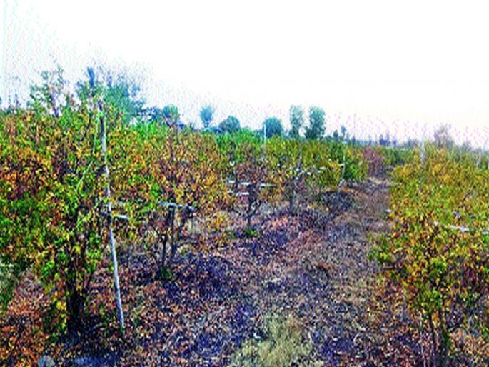  Farmers worried due to pest attack | डाळिंबबागा करपू लागल्याने शेतकरी चिंतित