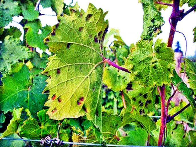 The bacterial bacteria threat to grapefruit | द्राक्षबागांना जिवाणू करप्याचा धोका The bacterial bacteria threat to grapefruit | द्राक्षबागांना जिवाणू करप्याचा धोका