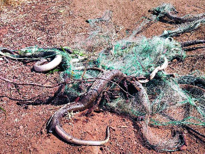 25 snake deaths trapped in fishing net | मासेमारीसाठी टाकलेल्या जाळ्यात अडकून २५ सर्पांचा मृत्यू 25 snake deaths trapped in fishing net | मासेमारीसाठी टाकलेल्या जाळ्यात अडकून २५ सर्पांचा मृत्यू