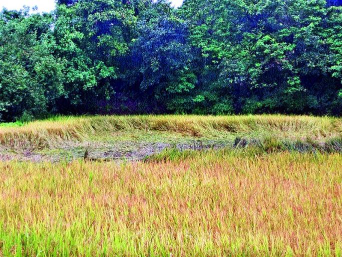 Igatpuri rainstorm; Transmitted to rice paddy | इगतपुरीत पावसाचा दणका; भातपिकावर संक्रांत  Igatpuri rainstorm; Transmitted to rice paddy | इगतपुरीत पावसाचा दणका; भातपिकावर संक्रांत