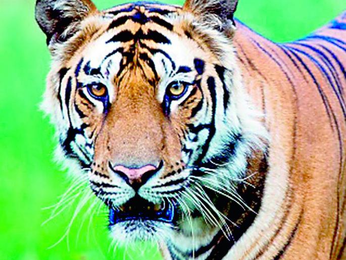 If you see only 'royalty', there will be a 'corridor' of intense struggle. | केवळ ‘राॅयल्टी’ बघाल तर उभा राहील तीव्र संघर्षाचा ‘काॅरिडाॅर’