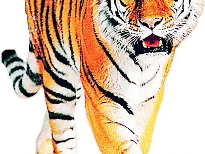 Mr. Wagh came and went twice; Should we stop going to the fields now? | साहेब वाघ दोनदा येऊन गेला; आता काय आम्ही शेतात जाणे सोडायचे का ? Mr. Wagh came and went twice; Should we stop going to the fields now? | साहेब वाघ दोनदा येऊन गेला; आता काय आम्ही शेतात जाणे सोडायचे का ?