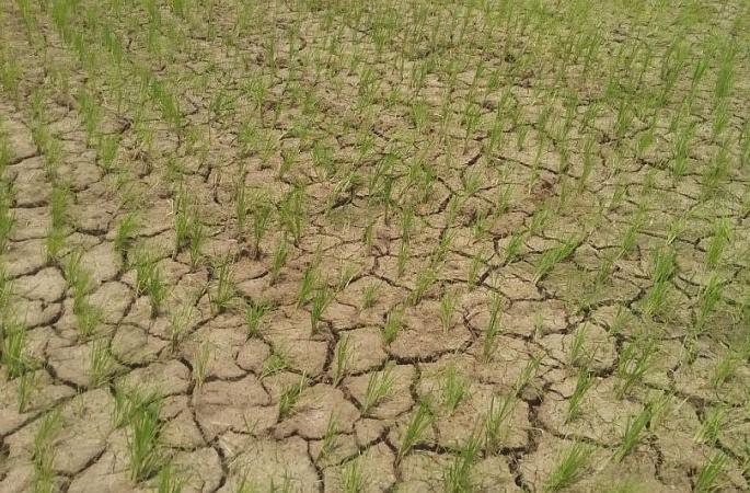 Water crisis in 24 districts in the state; The graph of suicide of farmers increased | राज्यातील २४ जिल्ह्यांमध्ये पाणीबाणी; शेतकरी आत्महत्यांचा आलेख वाढला