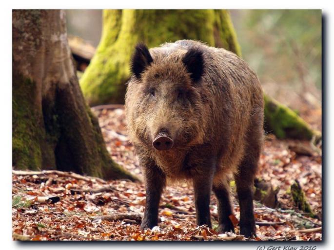 Five laborers were seriously injured in a pig attack in Bhandara district | भंडारा जिल्ह्यात रानडुकराच्या हल्ल्यात पाच मजूर गंभीर जखमी