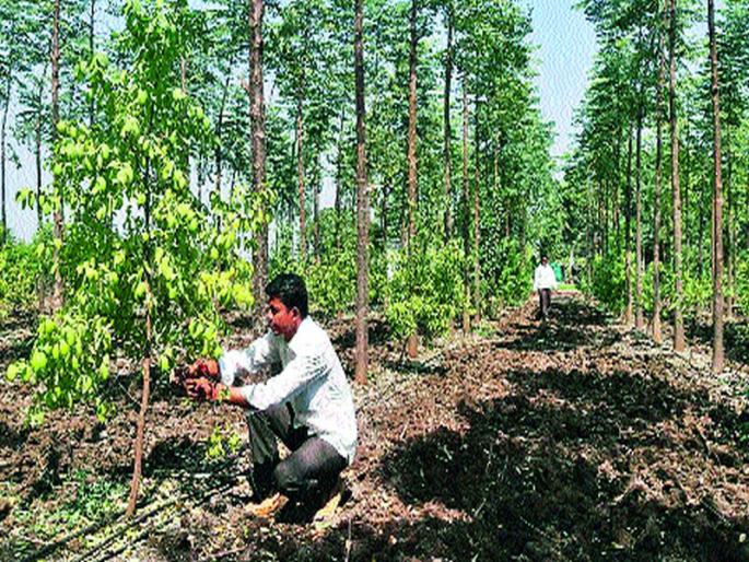 The scent of sandalwood in the drought-hit Sinnar taluka | अवर्षणग्रस्त  सिन्नर तालुक्यात चंदन शेतीचा  सुगंध The scent of sandalwood in the drought-hit Sinnar taluka | अवर्षणग्रस्त  सिन्नर तालुक्यात चंदन शेतीचा  सुगंध