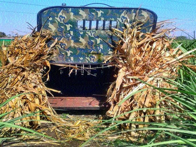 Stacked cage for single-leopard leopard | एकलहरेत बिबट्यासाठी लावला पिंजरा Stacked cage for single-leopard leopard | एकलहरेत बिबट्यासाठी लावला पिंजरा