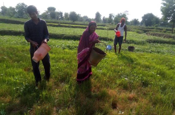 On the way to the drying up of paddy in Vidarbha | विदर्भातील धानाचे पऱ्हे सुकण्याच्या मार्गावर On the way to the drying up of paddy in Vidarbha | विदर्भातील धानाचे पऱ्हे सुकण्याच्या मार्गावर